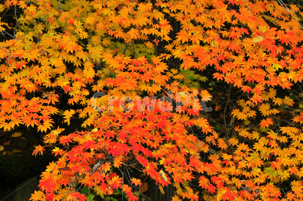 가을,단풍,가을배경,가을서정,칼라풀,fall,autumn,background,가을분위기,백그라운드,배경,바탕,10월,11월,colorful,찬란한,화려한,색색의,가을감성,maple,메이플,단풍나무,단풍잎,물들다,시즌,계절,season,가을,계절,fall,autumn,season,leaf,잎,plant,식물,tree,나무