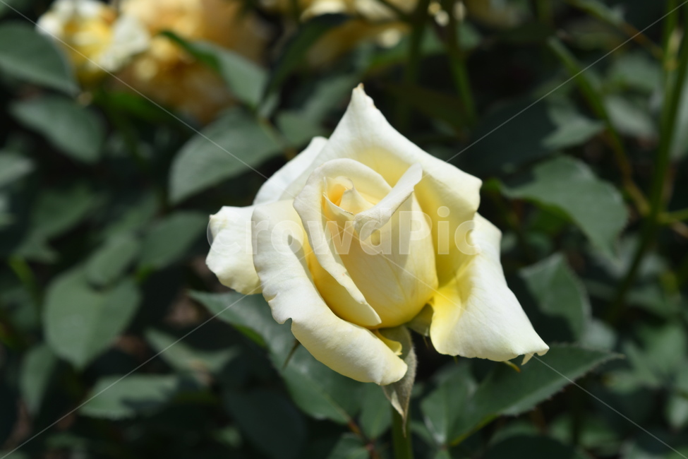 꽃,장미,식물,rose,flower,노랑장미,노란색,노랑색,yellow,식물,자연,plants,nature,꽃,flower