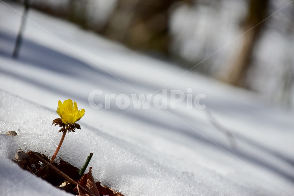 복수초,야생화,봄,눈,설중,꽃,풀꽃,자연,식물,식생,감성,힐링,plants,nature,spring,season,flower,emotion,feeling,노란색,노랑,초본