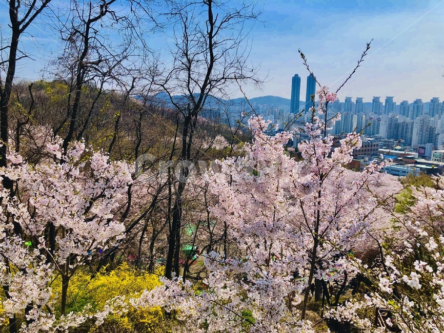 꽃,벚꽃,자연,봄,나무,flower,blossom,cherryblossom,nature,plant,tree,spring,봄,계절,spring,season,식물