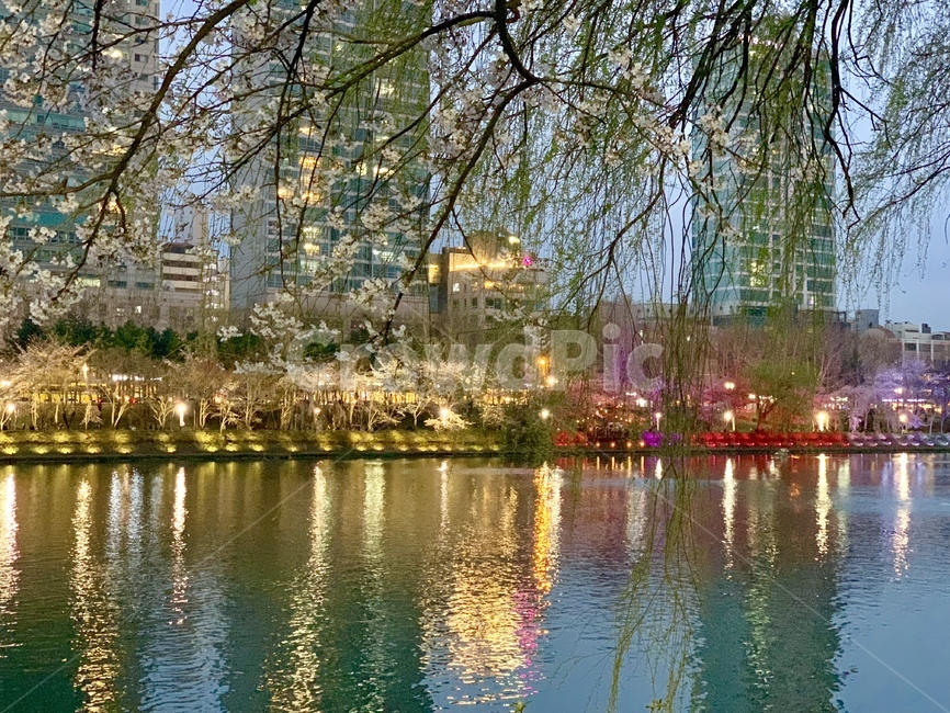 잠실,석촌호수,벚꽃,벚꽃축제,야경,한국도시풍경,night,landmark,한국명소,한국관광지,봄,경치,도시,풍경,city,landscape,한국도시풍경,한국도시경관,korea cityscape,water,물,outdoors,옥외