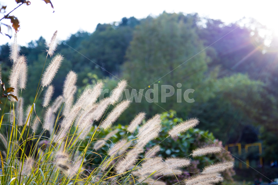 풀,grass,식물,수크령,가을풀,햇살,식물,자연,plants,nature