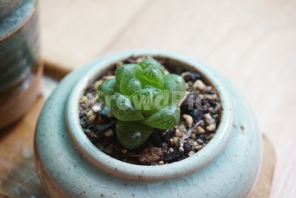 다육이,화분,식물,다육,취미,실내용화초,화분,화초,house plant