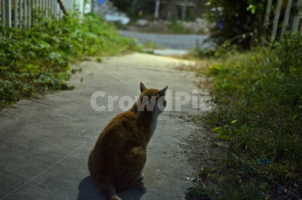 고양이,동물,mammal,animal,포유류,cat,기다림,미련,굼궁함,pet,고양이,cat,kitten,kitty