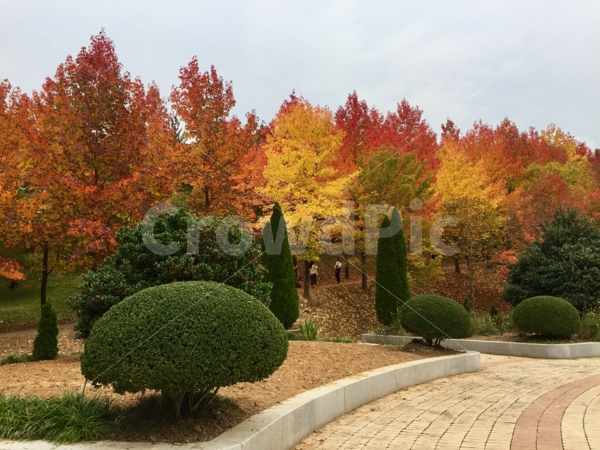 가을,단풍,수목원,풍경,자연,여유,흐림,가을풍경,가을,계절,fall,autumn,season,자연,풍경,nature,landscape,tree,나무,plant,식물