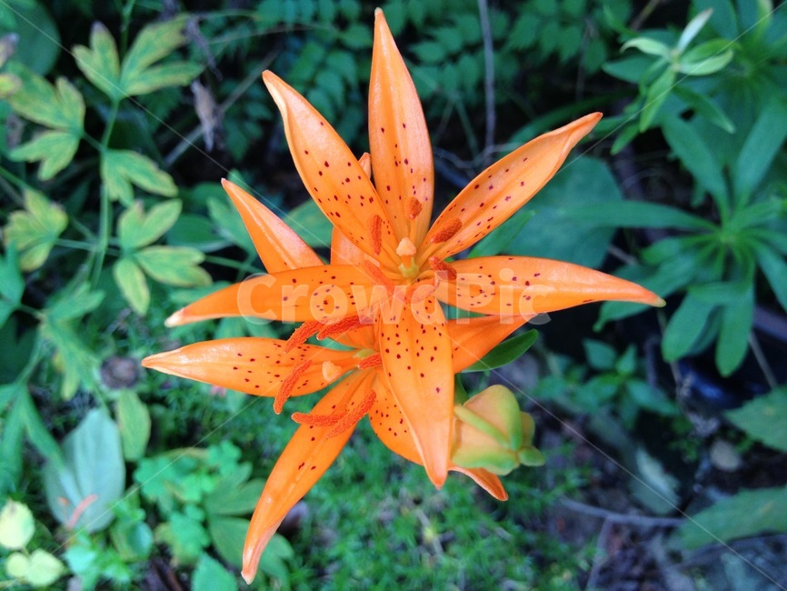꽃,주황색꽃,나리꽃,꽃송이,한국의꽃,참나리꽃,flower,orangecolorflower,tigerlily