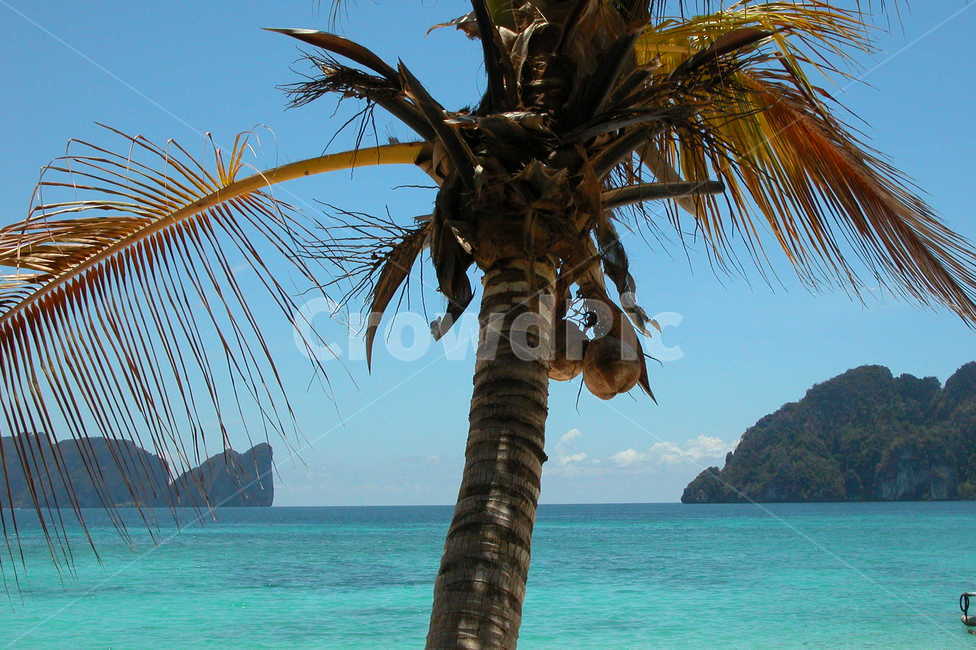 바다,해변,sea,ocean,beach,blue,bluesea,파란바다,푸른바다,휴양지,자연,nature,palmtree,야자수,tree,나무,식물,arecaceae,섬,island,ppisland,나무,trees,wood