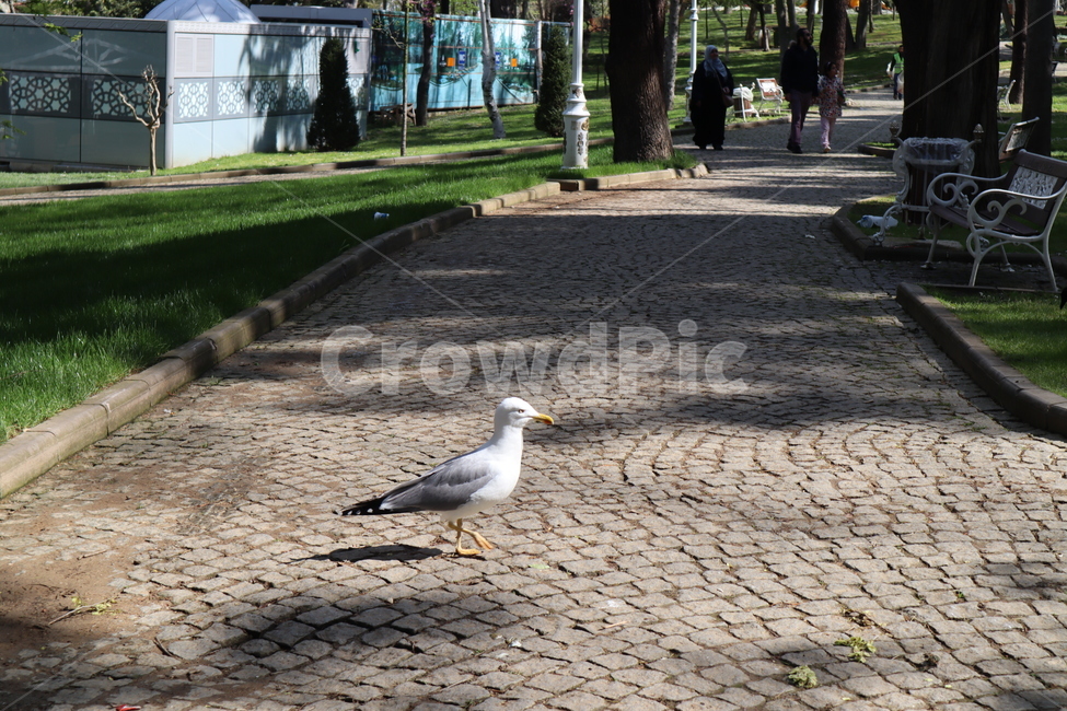 animal,동물,bird,새,갈매기,seagull,조류,새,birds