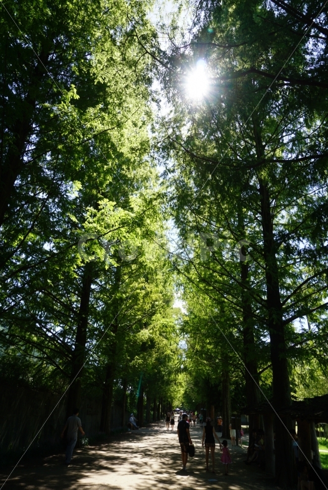 green,Damyang,Nice weather,picnic,sky road,metasequoia