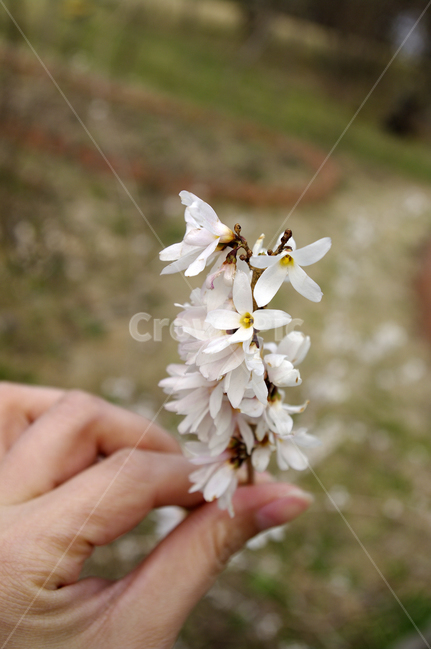 미선나무,봄,spring,계절,식물,plant,자연,nature,꽃,flower,식물,자연,plants,nature,꽃,flower,사람,인물,인간,human,person,신체일부,몸,body