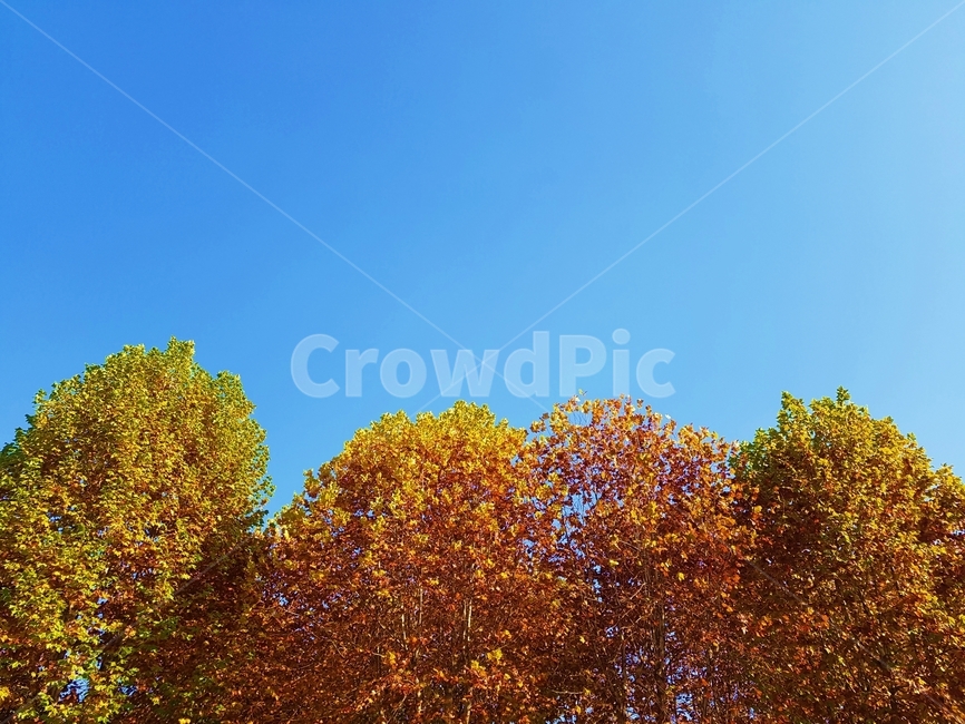 가을,하늘,파란하늘,가을하늘,나무,단풍,autumn,tree,가을배경,가을경치,가을,계절,fall,autumn,season,plant,식물