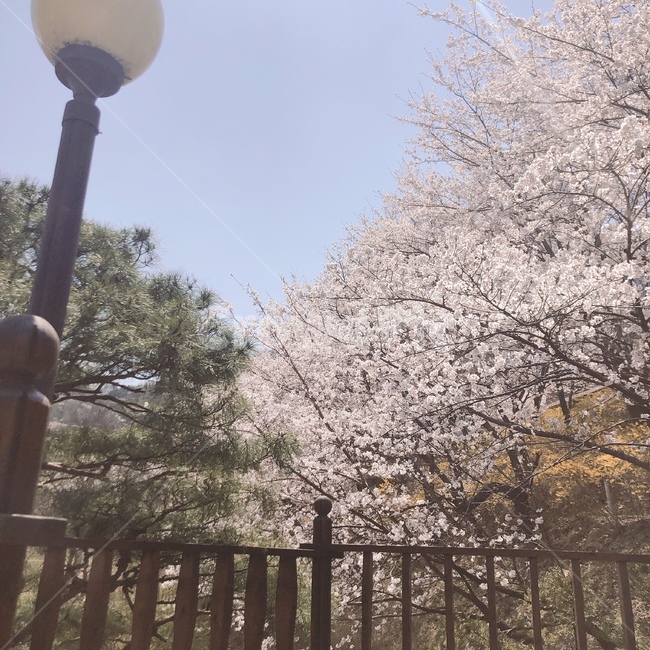 벚꽃,봄,하늘,나무,분홍