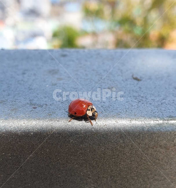 통영,무당벌레,ladybug,오후,쉼,곤충,벌레,insect,bug