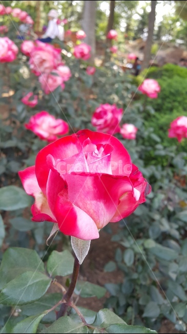 붉은장미,빨간장미,장미축제,꽃향기,장미공원,식물,자연,plants,nature,꽃,flower