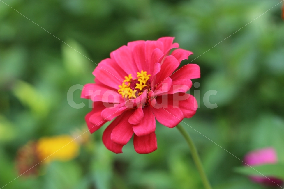 분홍꽃,꽃잎,풀밭,예쁜꽃,노란수술,식물,자연,plants,nature,꽃,flower