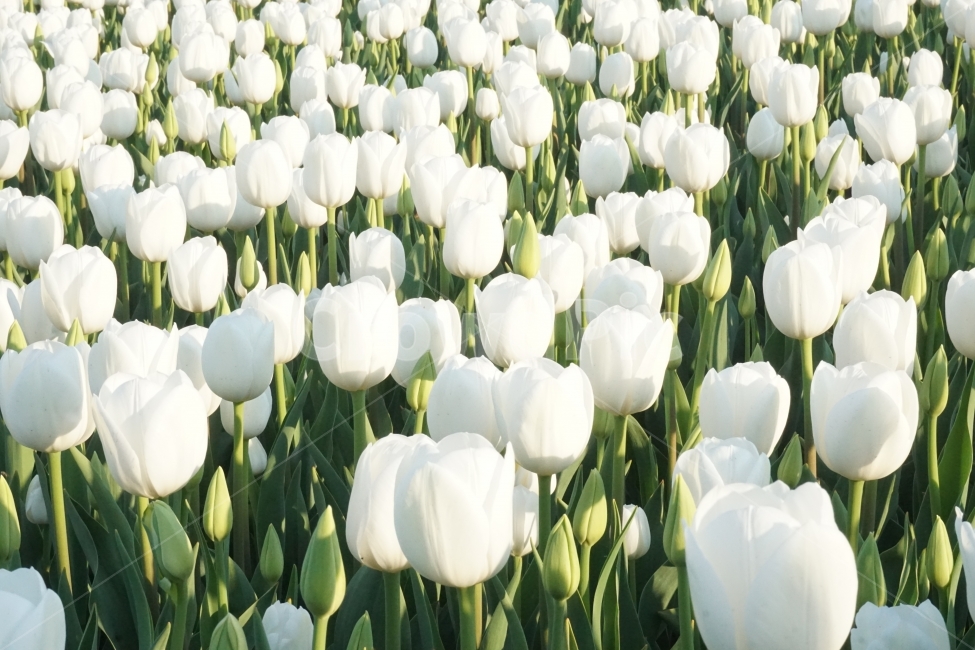 꽃,봄,튤립,계절,자연,식물,자연,plants,nature,꽃,flower