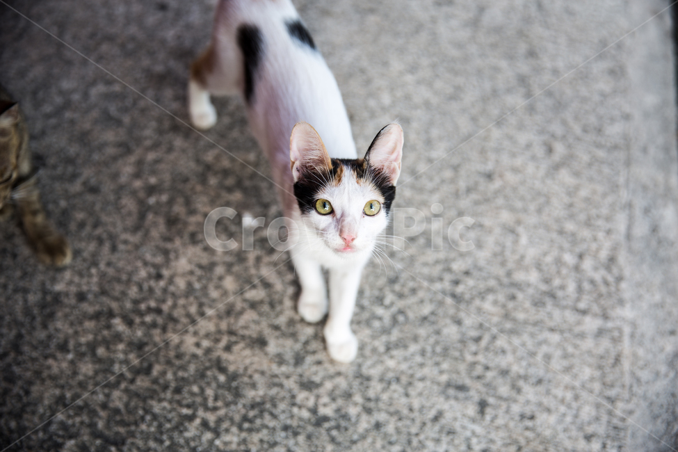 고양이,동물,얼룩고양이,시선,눈빛,길냥이,개냥이,교감,동물,animal,포유류,mammal,고양이,cat,kitten,kitty