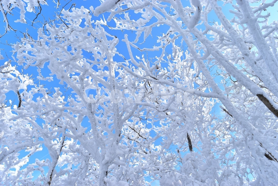 무등산,국립공원,풍경,힐링,산행,설경,상고대,서리꽃,서석대,입석대,안양산,백마능선,장불재,증심사,중봉,중머리재,천왕봉,지왕봉,Korea,National,Park,눈풍경,등산,주상절리,판타스틱,겨울왕국,겨울,지질공원,인왕봉,천지인,설국,2018년,1월,눈꽃,파란하늘,트레킹,winter,landscape,감성,아름다운,황홀한,장관,비경,선경,최고,사진,겨울,계절,winter,season,식물,자연,plants,nature,나무,trees,wood