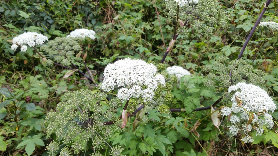 하얀꽃,산꽃,꽃,흰꽃,꽃풍경