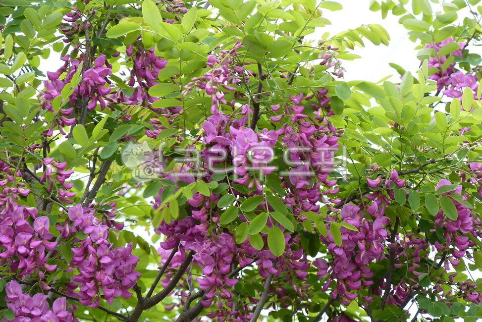 아카시아꽃,분홍아카시아꽃,보라색아카시아꽃,꽃,plant