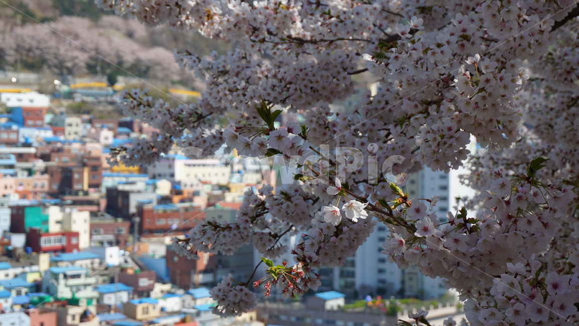 부산,감천문화마을,벚꽃,꽃,봄,따뜻한