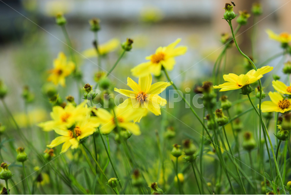 꽃,봄,풀,자연,노란꽃,식물,자연,plants,nature,꽃,flower