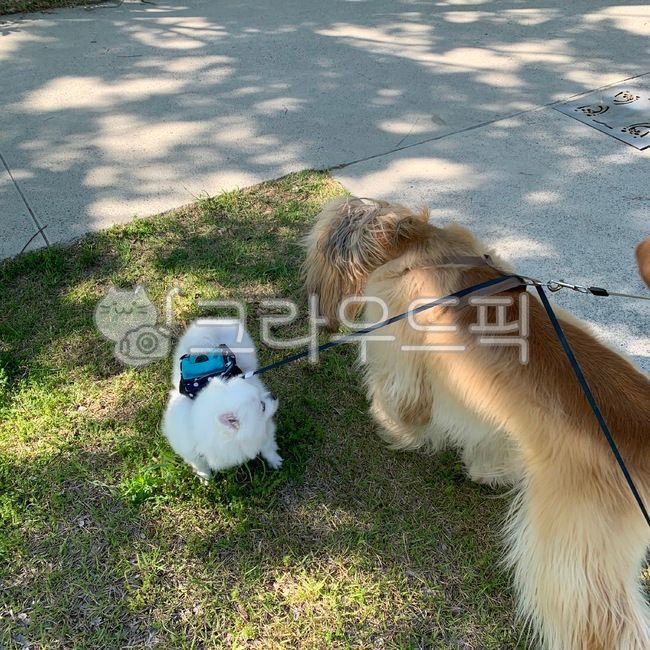 strap,retriever,puppy,grass,pomeranian,animal,dog,walk,park