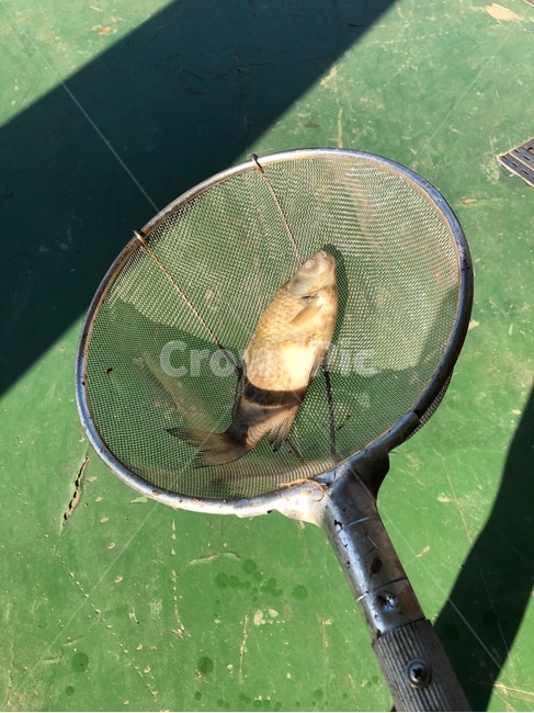 물고기,생선,죽은물고기,민물생선,민물고기,어류,물고기,fish