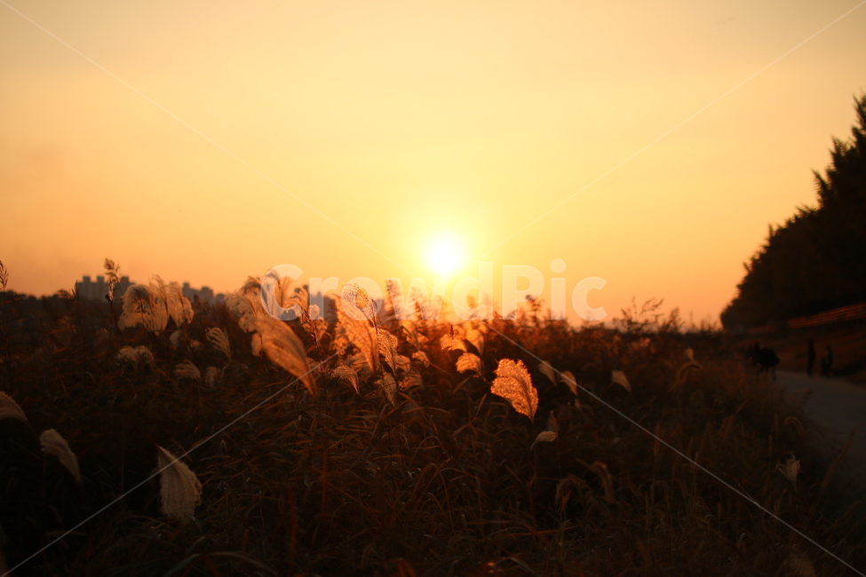억세,억세풀,노을,감성,느낌,가을,계절,fall,autumn,season,자연,풍경,nature,landscape,grass,잔디,plant,식물
