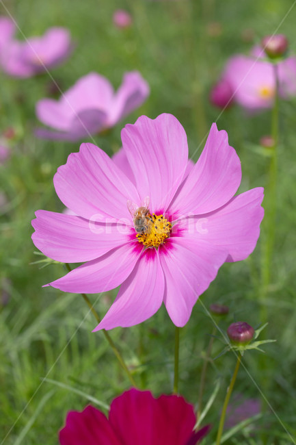 가을꽃,화단,계절,코스모스,벌,plant,pollen,화분,식물,자연,plants,nature,꽃,flower