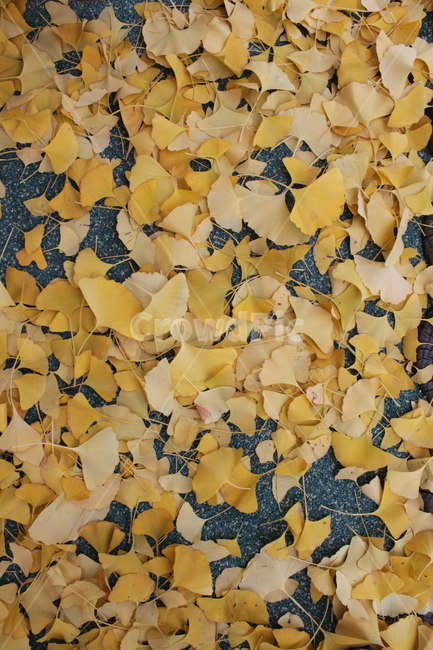 leaf,잎,낙엽,가을,가을단풍,단풍,나뭇잎,은행나무,가을,계절,fall,autumn,season,paper,종이,confetti,색종이 조각
