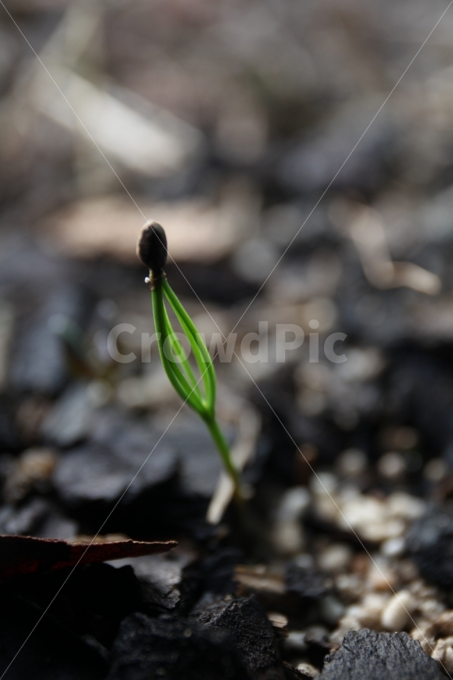 접사,봄,소나무,새순,새싹,봄기운,식물,자연,plants,nature,봄,계절,spring,season,plant,sprout