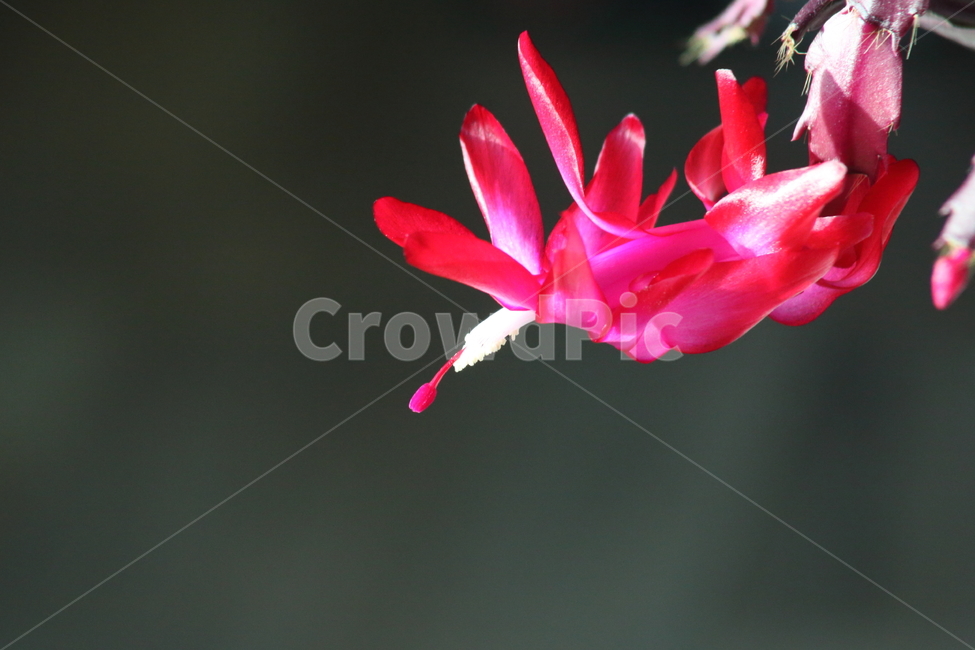 게발선인장,꽃,crabcactus,plant,식물,식물,자연,plants,nature,꽃,flower