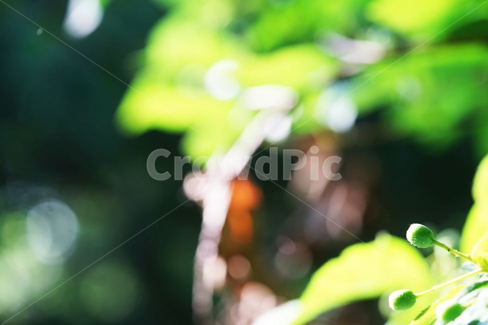 팥배나무,팥배나무열매,토종나무,산배나무,나무,아침햇살,식물,자연,plants,nature,과일,열매,fruit