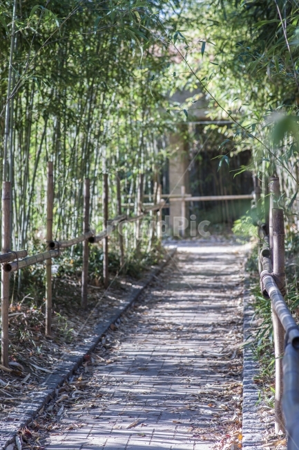 대나무,선유도,나무,길,풍경,자연,풍경,nature,landscape