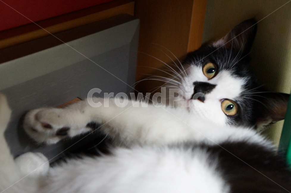 고양이,턱시도,노란눈,동물,반려동물,동물,animal,포유류,mammal,고양이,cat,kitten,kitty