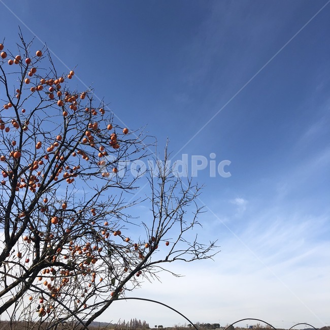 하늘,가을,구름,나무가지,감,나무,가을하늘,겨울하늘,풍경,sky,cloud,tree,식물,자연,plants,nature,과일,열매,fruit