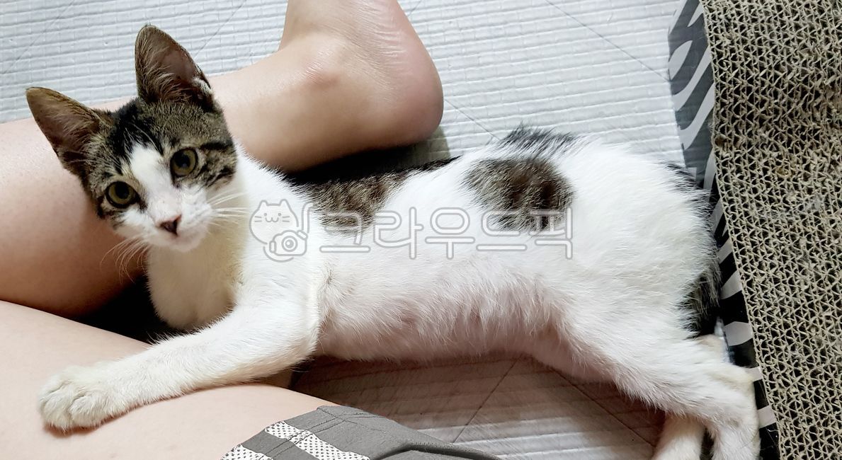 아기고양이,자묘,고등어태비,태비,길고양이,길냥이,미묘,고양이,cat,pet,고양이구조,길고양이구조,반려묘,애완동물,반려동물
