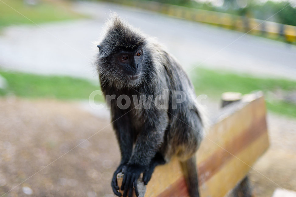 animal,동물,mammal,포유류,wildlife,야생생물,monkey,원숭이,동물,animal,포유류,mammal