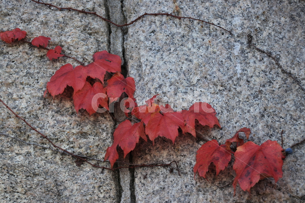 가을,낙엽,autumn,fall,leaves,fallenleaves,가을,계절,fall,autumn,season,식물,자연,plants,nature,leaf,잎,plant,tree,나무,maple,단풍