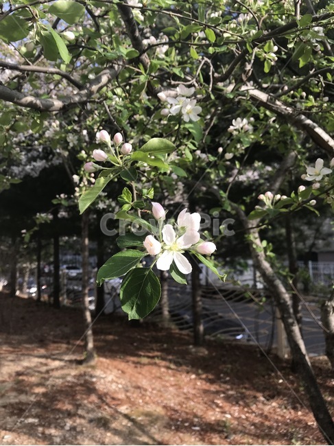 꽃,봄,식물,꽃사과,나무,봄꽃,봄,계절,spring,season,식물,자연,plants,nature,꽃,flower,plant