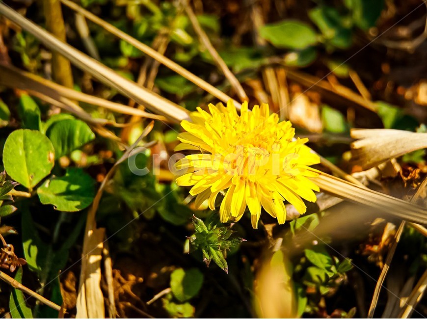 plant,식물,꽃,봄,새싹,bloom,flower,spring,yellow,yellowflower,노란꽃,민들레,mongoliandandelion,dandelion,색깔,color,sprout