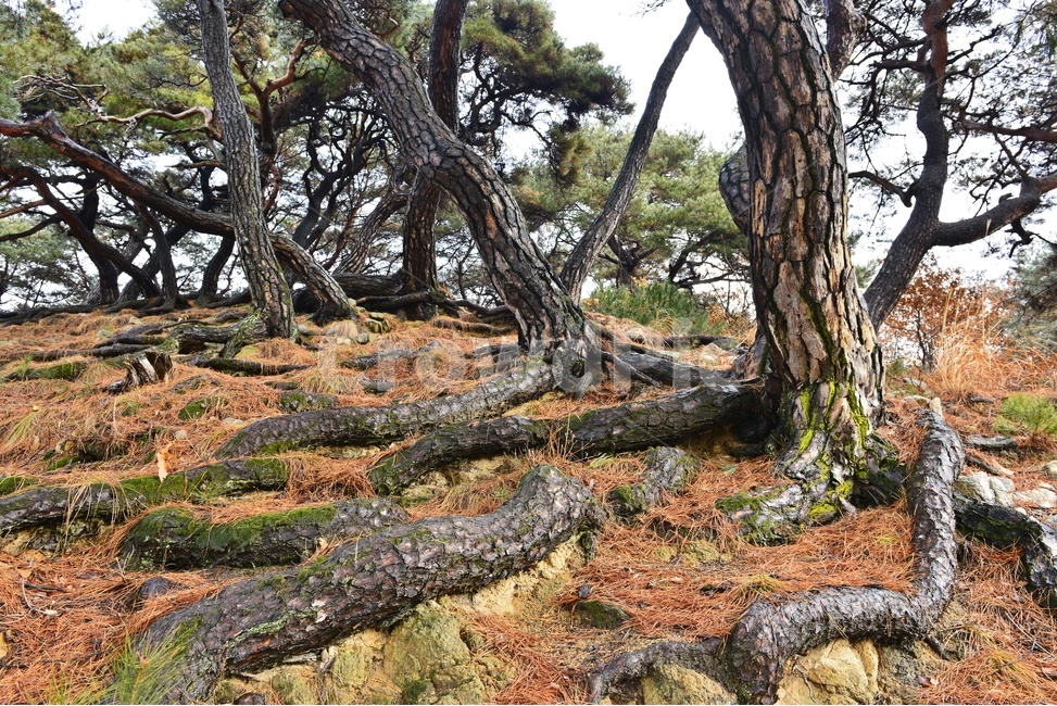 남원,부절리,소나무,나무뿌리,뿌리,tree,나무,treetrunk,나무줄기,plant,식물