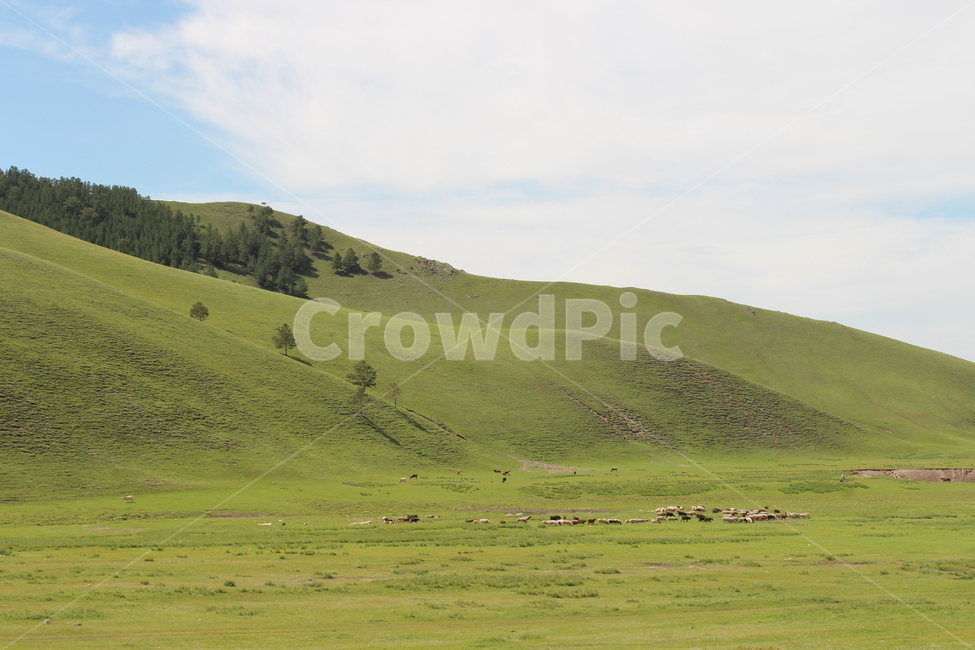 몽골,자연,힐링,초원,풍경,언덕,nature,들,초록색,가을,자연,풍경,nature,landscape,outdoors,옥외,grassland,목초지,field,hill