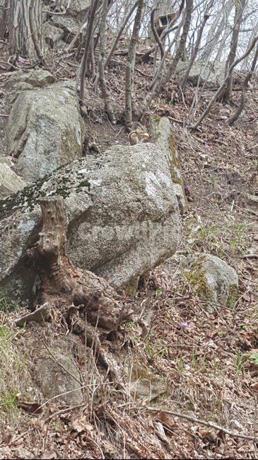 다람쥐,숨은그림찾기,나무,돌,팔공산,바위,자연,먹이,chipmunk,mountain,rock,palgongsan,hide,stone,자연,풍경,nature,landscape