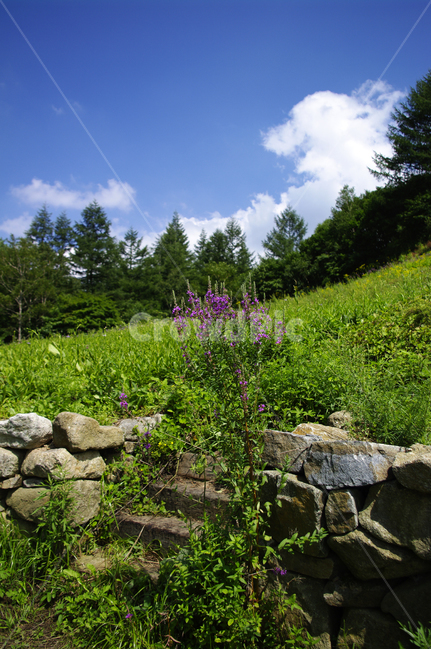 하늘,구름,식물,plant,자연,풍경,여름,초록,나무,꽃,자연,풍경,nature,landscape,식물,plants,꽃,flower