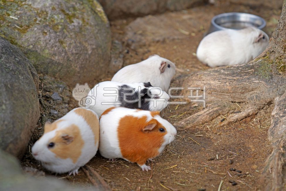 animal,동물,기니피그,설치류,guineapig