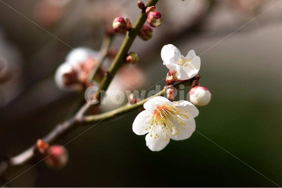 백매화,매화,봄꽃,봄,접사,흰꽃,매화리,봄,계절,spring,season,식물,자연,plants,nature,꽃,flower,plant