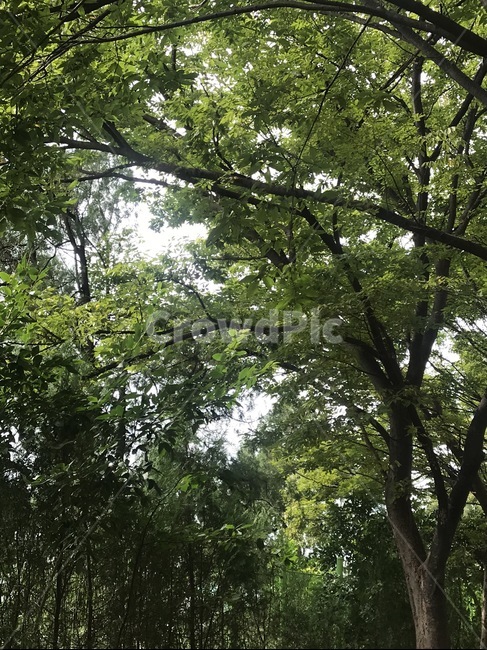 tree,나무,plant,식물,나무줄기,treetrunk,식물,자연,plants,nature,나무,trees,wood