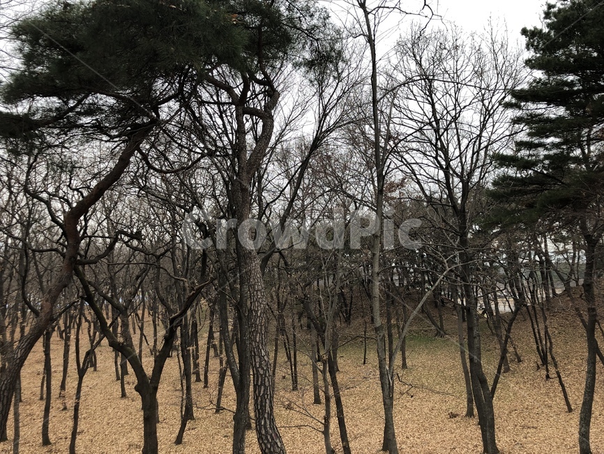 plant,식물,tree,나무,겨울,winter